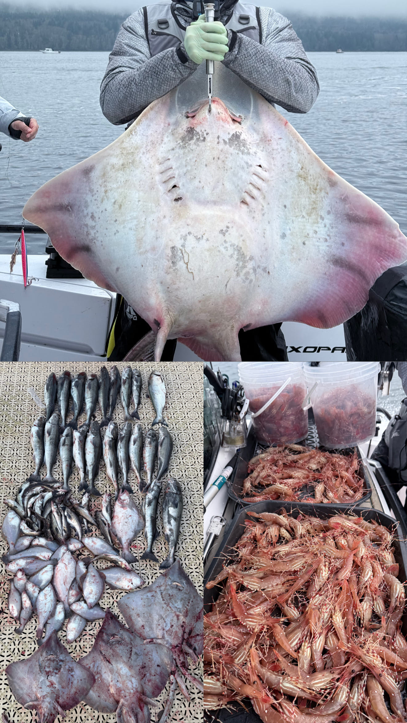 Nanaimo Area Fishing Trip, Flexible Hours · 3-Star Comfort Class — photo 6