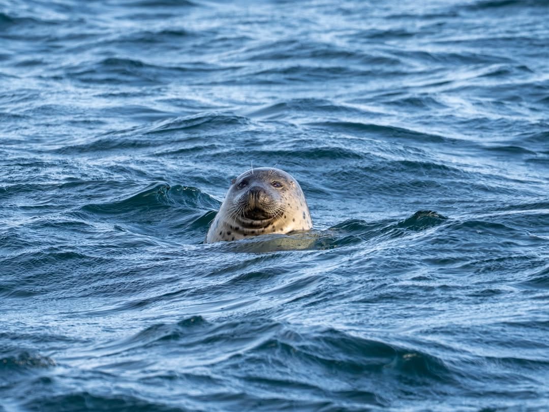 Salt Spring Island Wildlife Cruise · 3-Star Comfort Class — photo 4