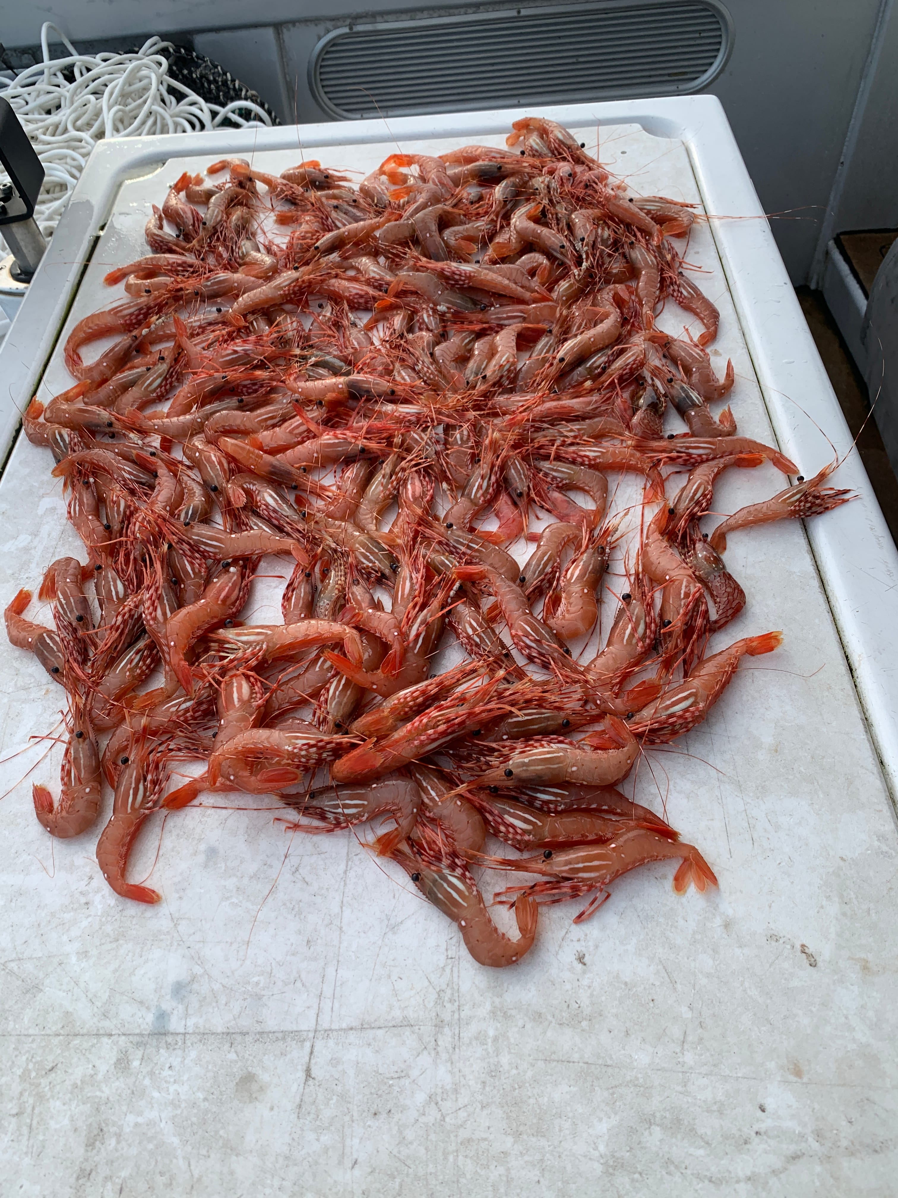 West Vancouver Prawn & Crab Experience · 3-Star Comfort Class — photo 3