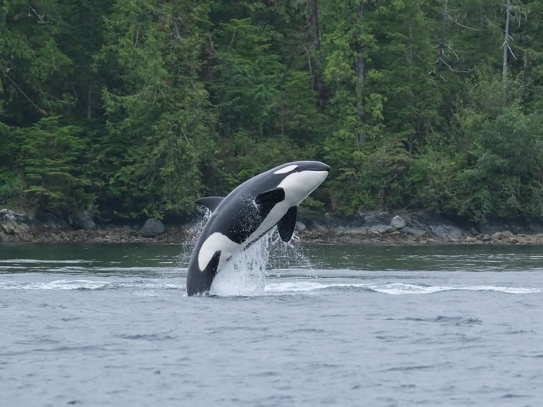 Salt Spring Island Wildlife Cruise · 3-Star Comfort Class — photo 2