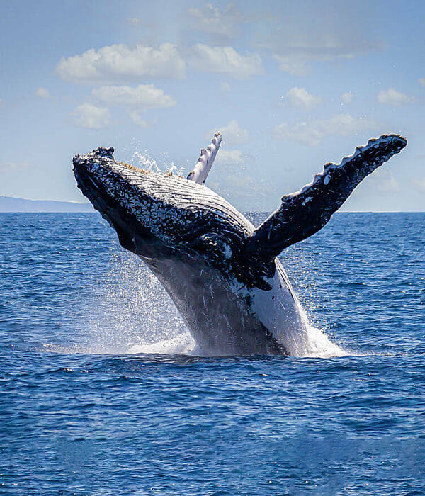 Salt Spring Island Wildlife Cruise · 3-Star Comfort Class, Captain's Cove Marina in Delta