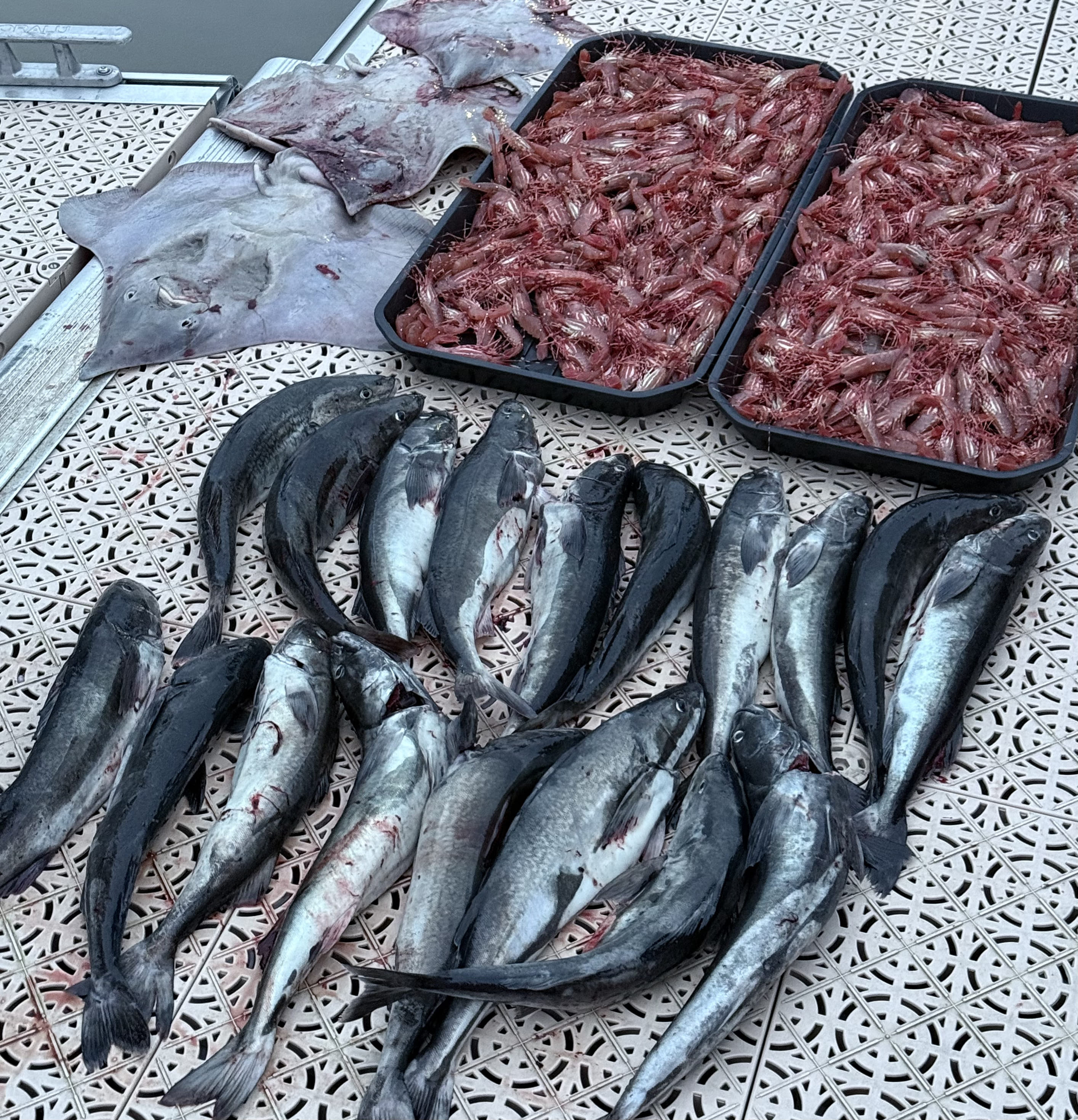 Nanaimo Area Fishing Trip, Flexible Hours · 3-Star Comfort Class — photo 12