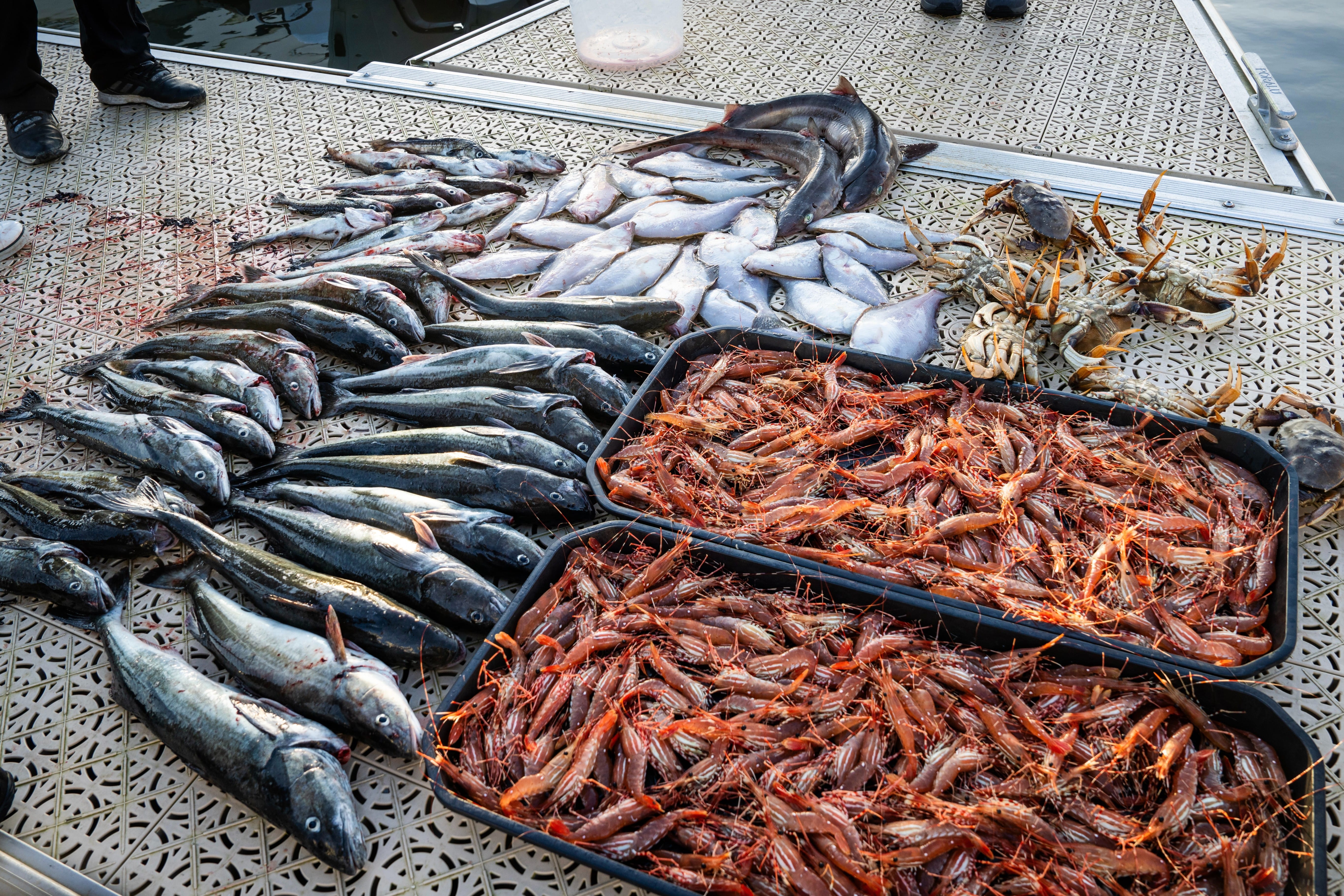 Nanaimo Area Fishing Trip · 3-Star Comfort Class, Richmond Fisherman's Wharf