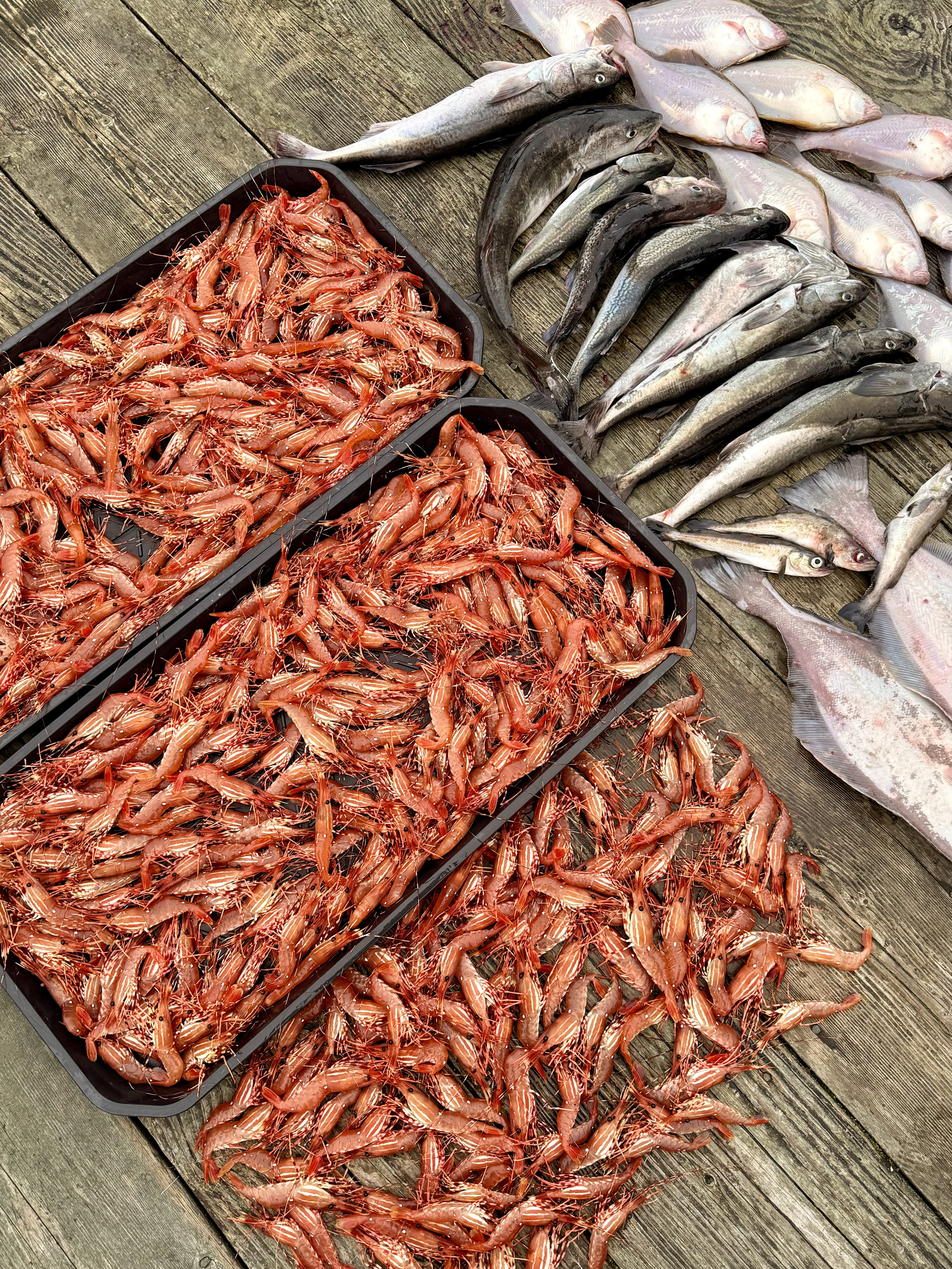Nanaimo Area Fishing Trip from Delta · 3-Star Comfort Class, Captain's Cove Marina in Delta