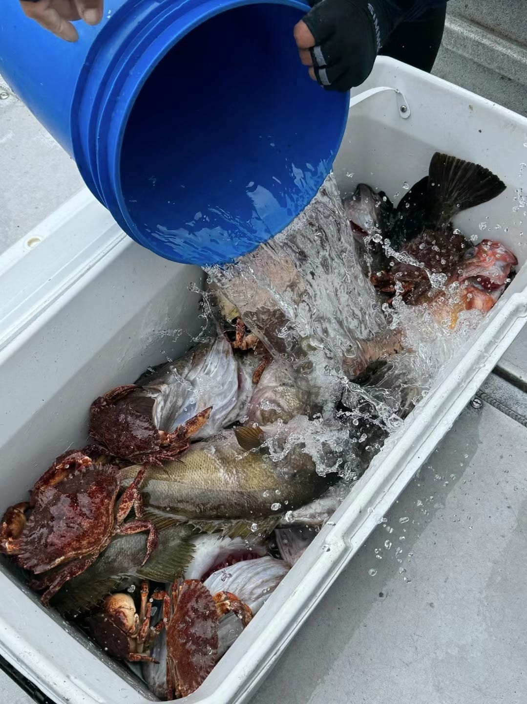 Nanaimo Area Fishing Trip, Flexible Hours · 3-Star Comfort Class — photo 10