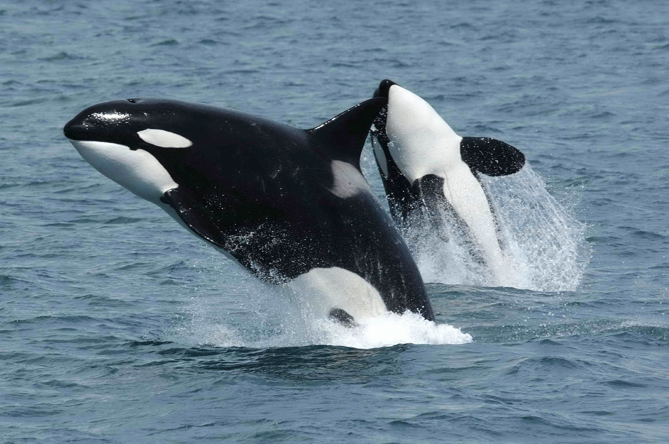 Salt Spring Island Wildlife Cruise · 3-Star Comfort Class — photo 3