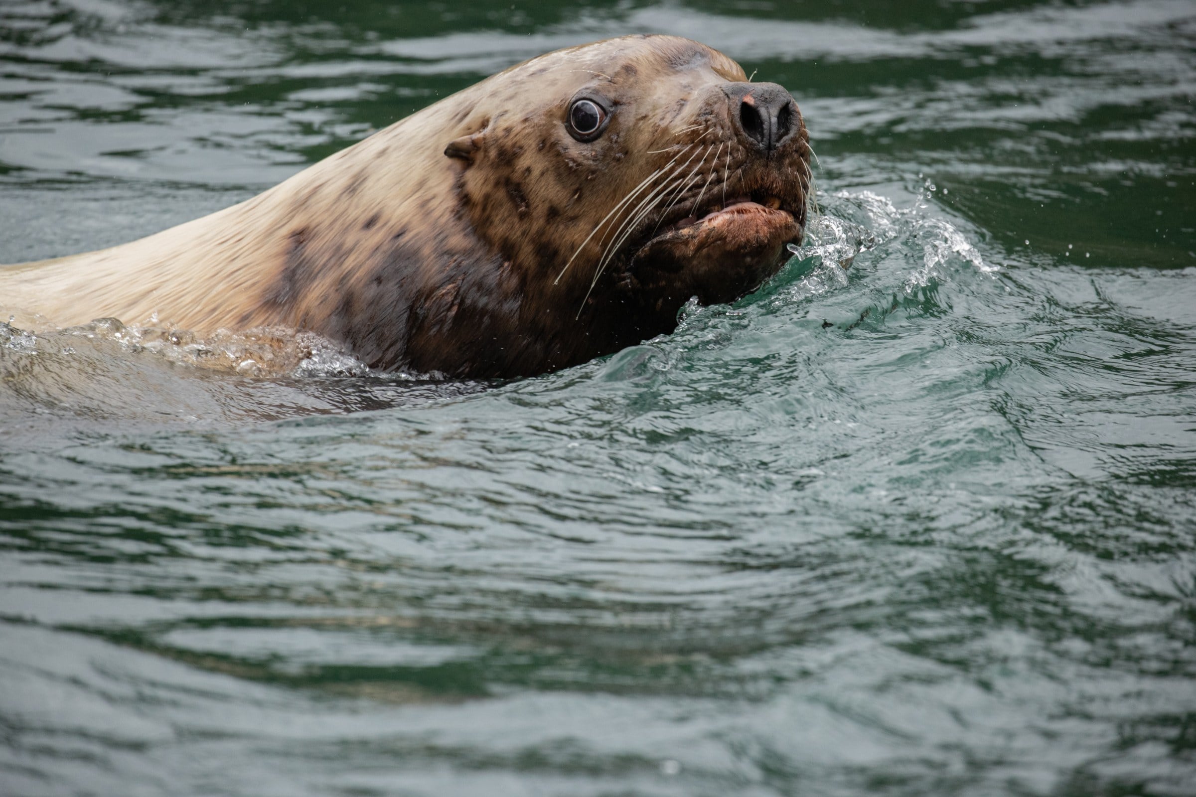 A sea lion surfaces with a catch in its mouth amid rippling green water.