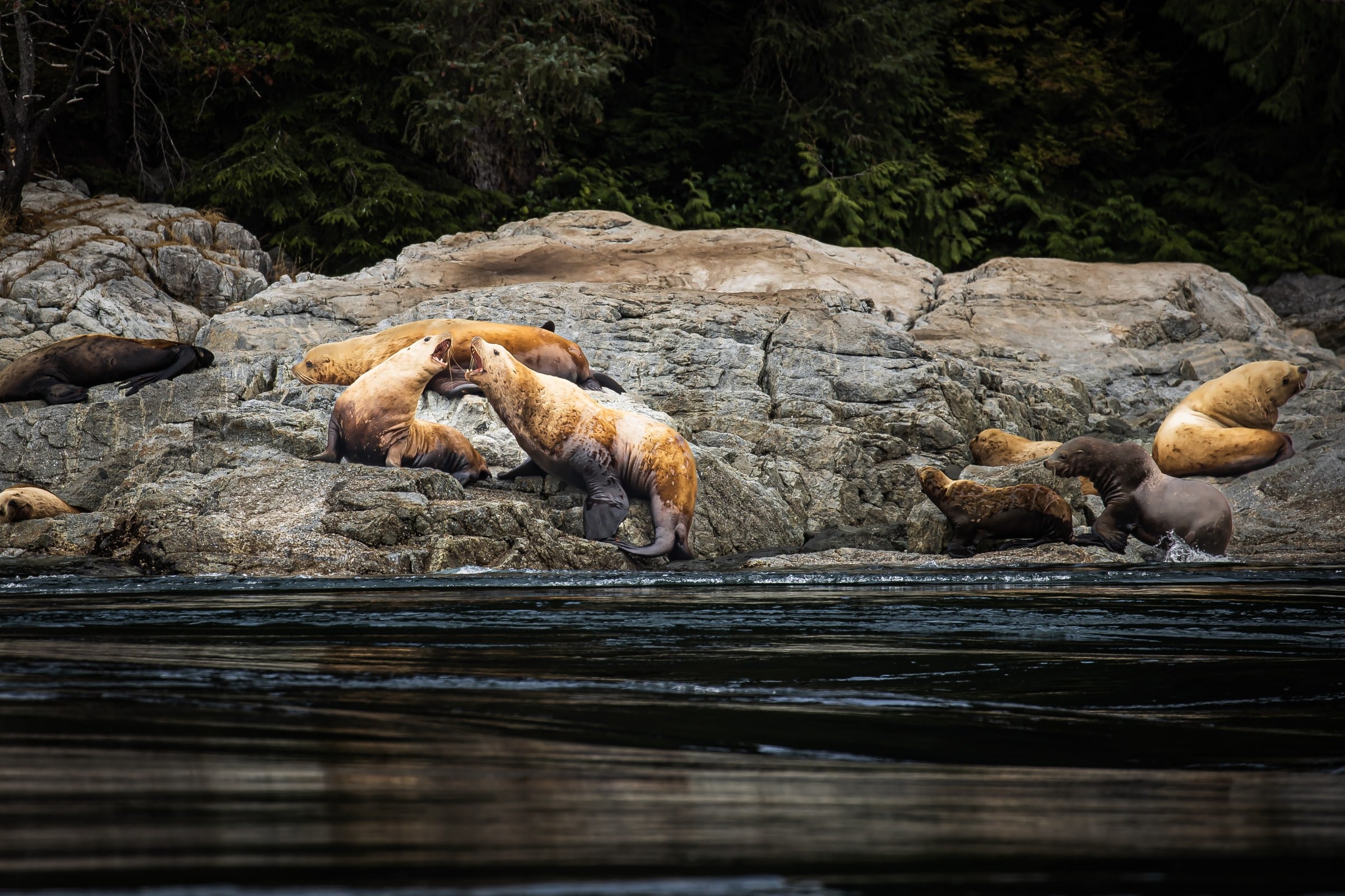 Sea lions rest on rocky shoreline above dark calm water with forest behind.
