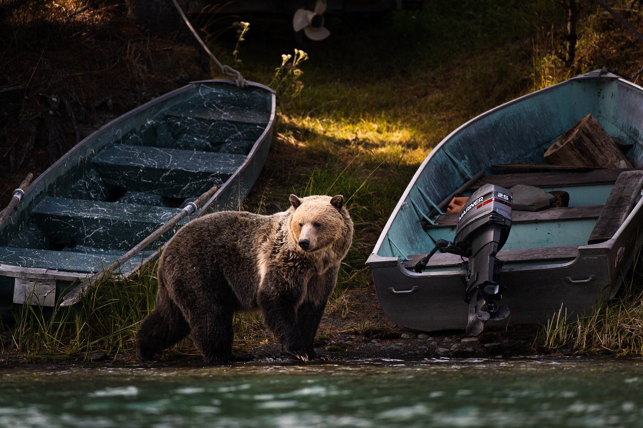 A grizzly bear stands between two small aluminum boats on a grassy shoreline at dusk.
