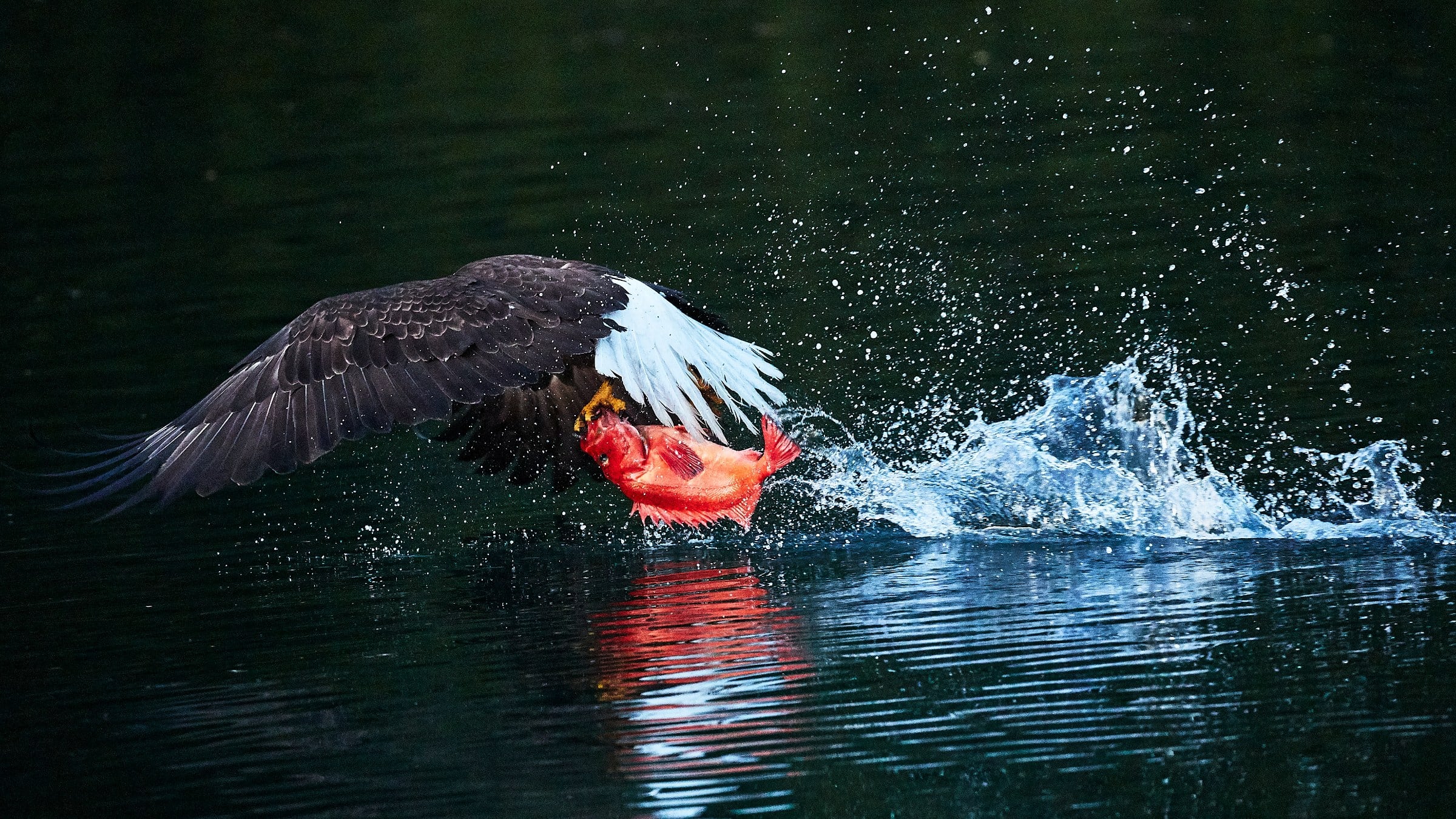 A bald eagle lifts a red salmon from dark still water, wings spread and droplets flying.