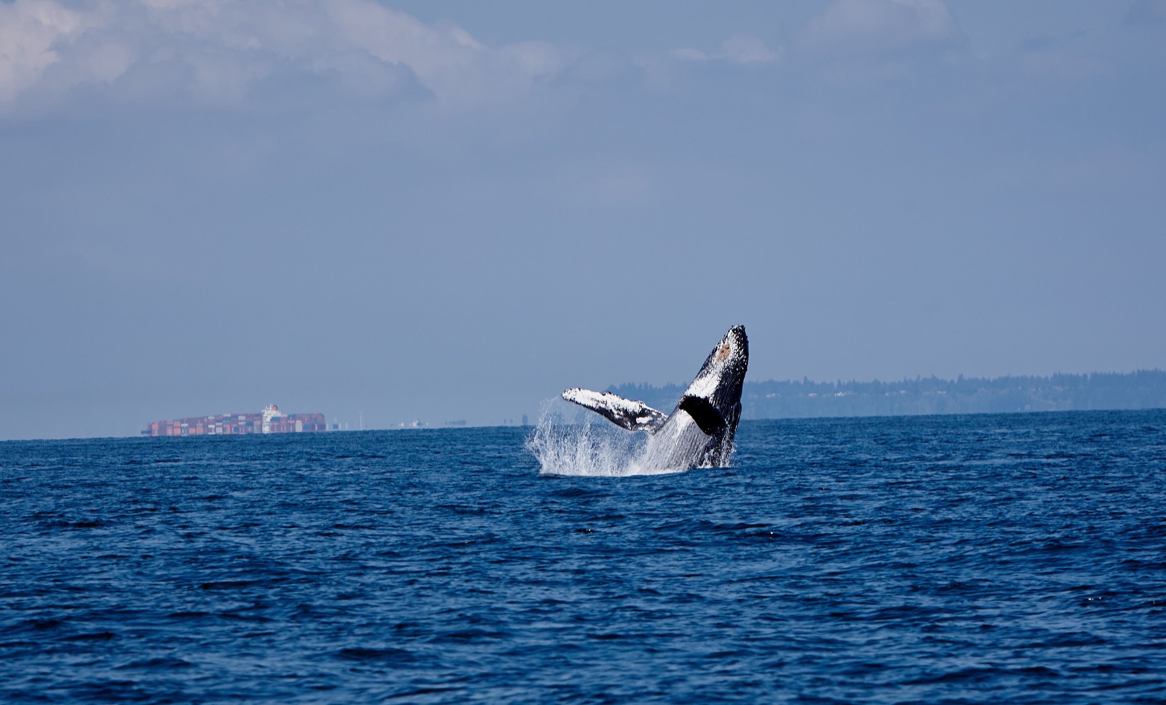 A humpback whale breaching off Vancouver, a container ship on the horizon